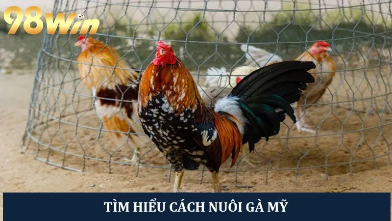 Khám Phá Cách Nuôi Gà Mỹ Thi Đấu Cực Chuẩn Của Sư Kê